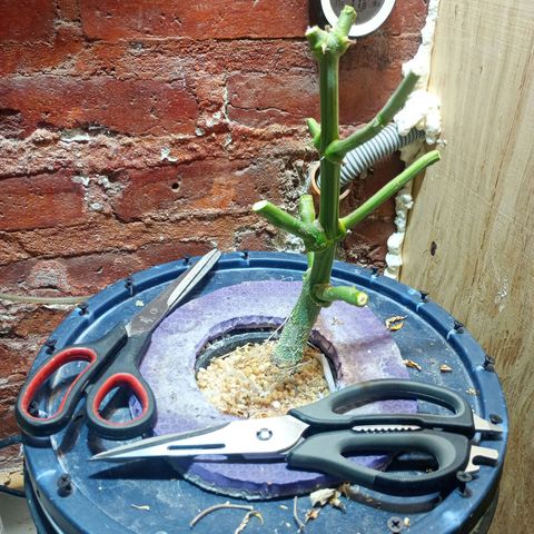 Jack growlog timeline photo