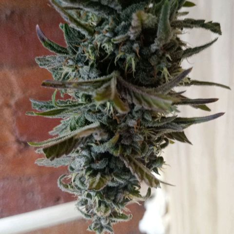 Jack growlog timeline photo