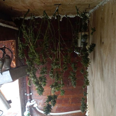 Jack growlog timeline photo