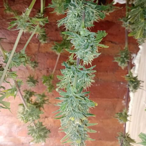 Jack growlog timeline photo