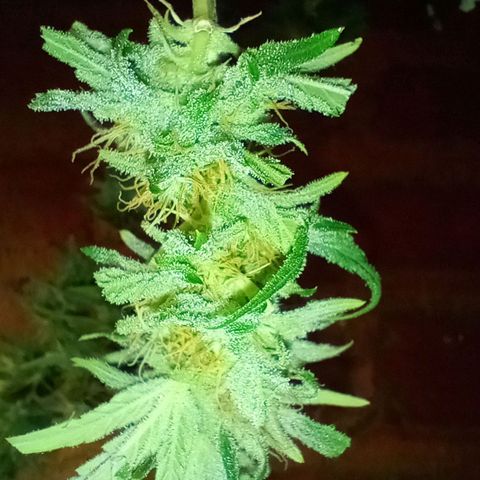 Jack growlog timeline photo