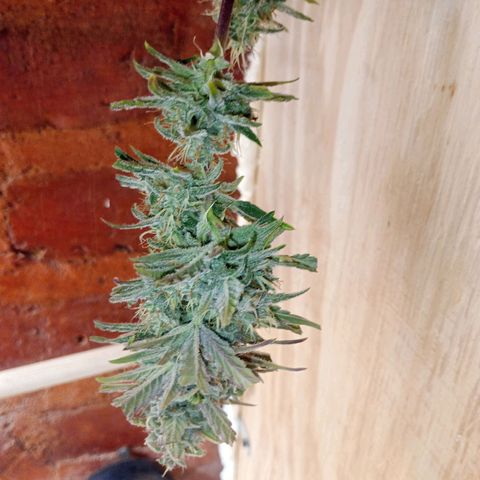 Jack growlog timeline photo