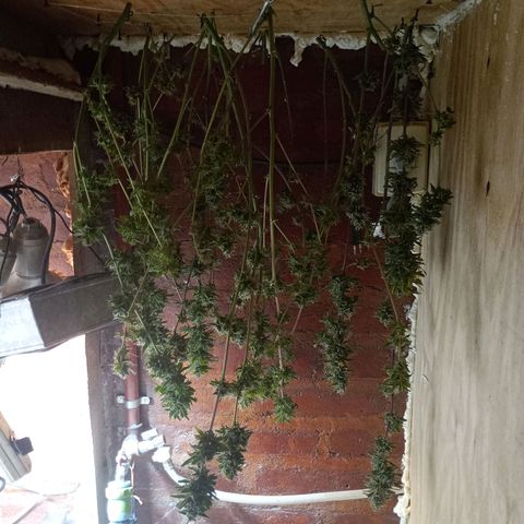 Jack growlog timeline photo