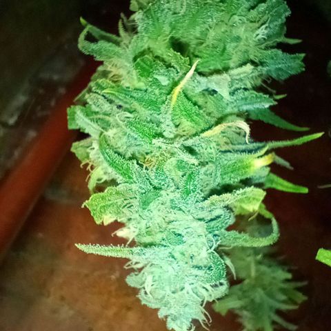 Jack growlog timeline photo