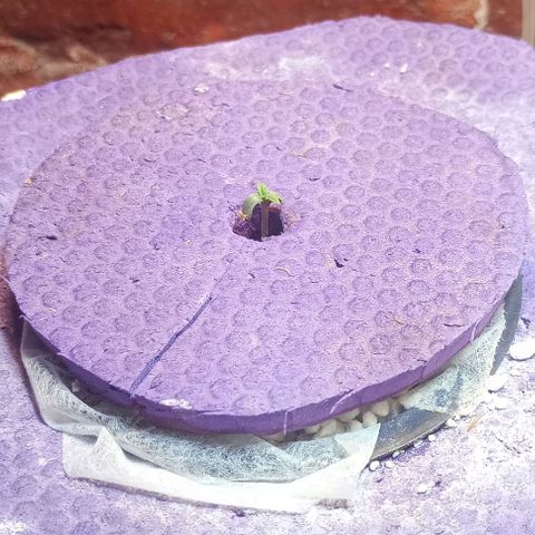Onora (genética la maga) growlog timeline photo