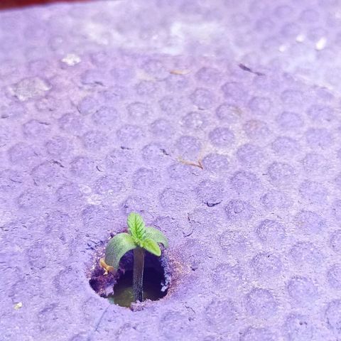 Onora (genética la maga) growlog timeline photo