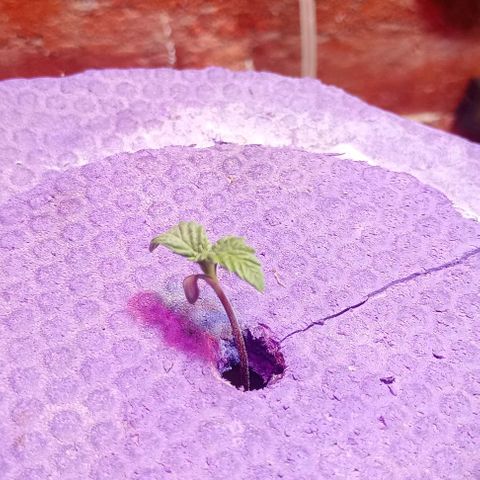 Onora (genética la maga) growlog timeline photo