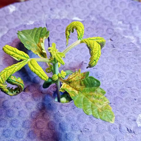 Onora (genética la maga) growlog timeline photo