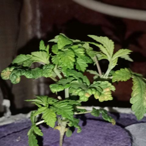 Onora (genética la maga) growlog timeline photo