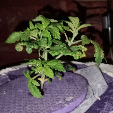 Onora (genética la maga) growlog timeline photo