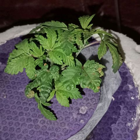 Onora (genética la maga) growlog timeline photo
