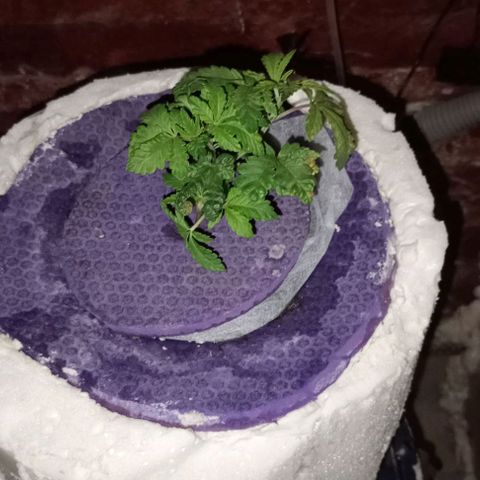 Onora (genética la maga) growlog timeline photo