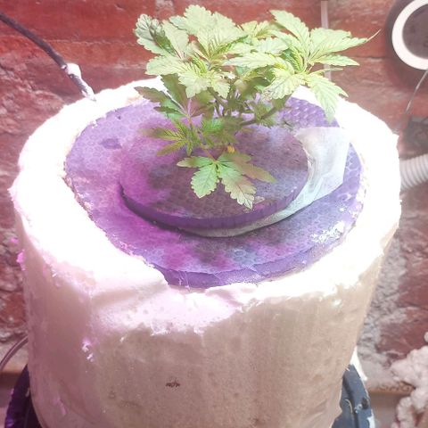 Onora (genética la maga) growlog timeline photo