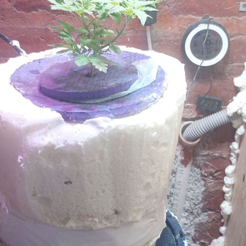 Onora (genética la maga) growlog timeline photo