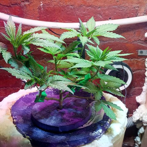 Onora (genética la maga) growlog timeline photo