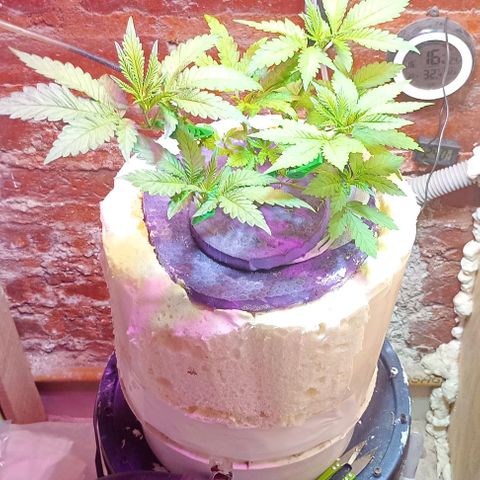 Onora (genética la maga) growlog timeline photo
