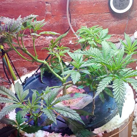 Onora (genética la maga) growlog timeline photo