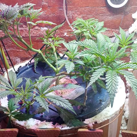 Onora (genética la maga) growlog timeline photo