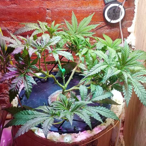 Onora (genética la maga) growlog timeline photo