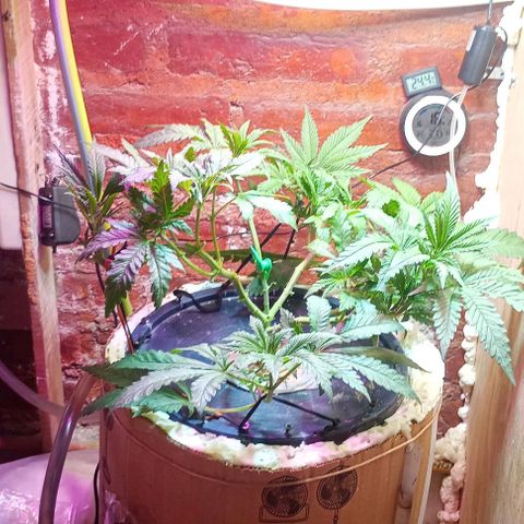 Onora (genética la maga) growlog timeline photo