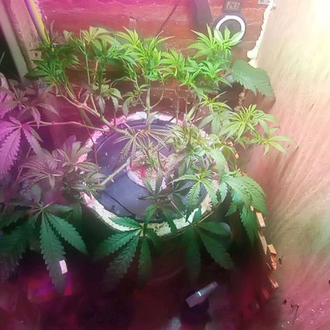 Onora (genética la maga) growlog timeline photo