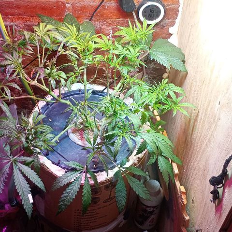 Onora (genética la maga) growlog timeline photo