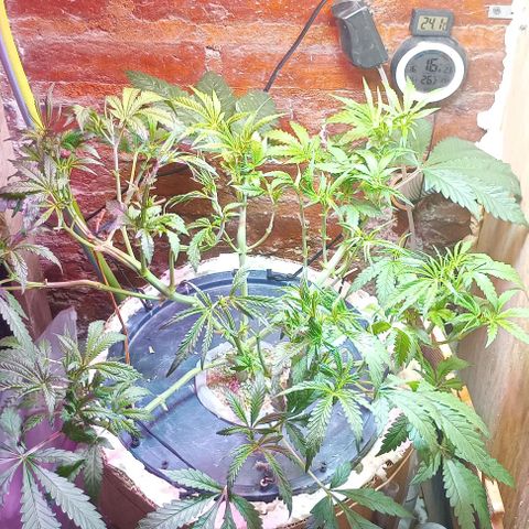Onora (genética la maga) growlog timeline photo