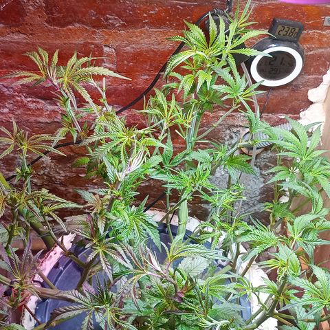 Onora (genética la maga) growlog timeline photo