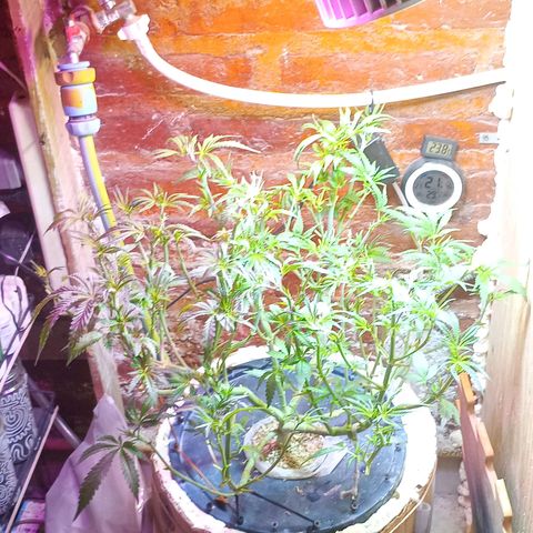 Onora (genética la maga) growlog timeline photo
