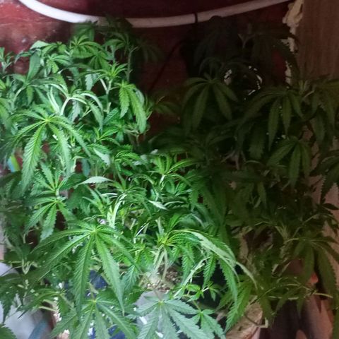Onora (genética la maga) growlog timeline photo