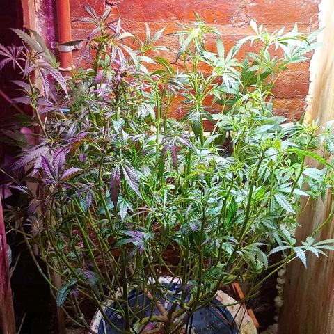 Onora (genética la maga) growlog timeline photo