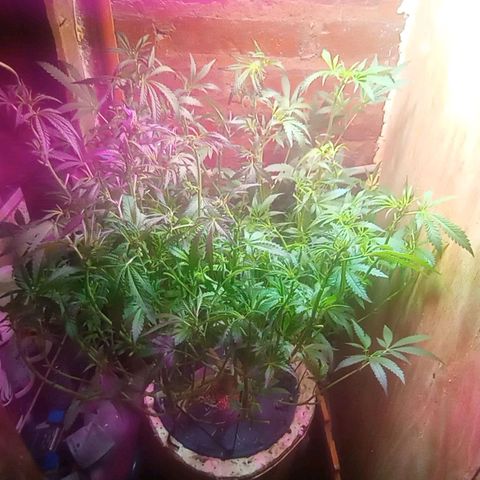 Onora (genética la maga) growlog timeline photo