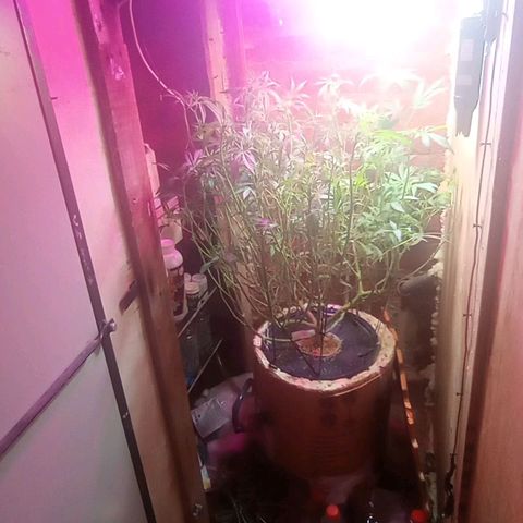 Onora (genética la maga) growlog timeline photo