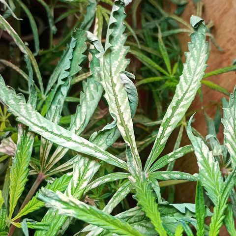 Onora (genética la maga) growlog photo: Garron