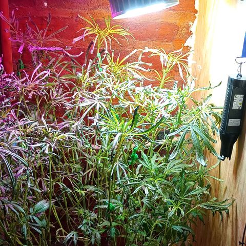 Onora (genética la maga) growlog photo: Garron