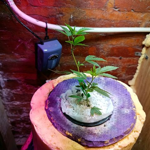 Satélite - clone factory growlog timeline photo