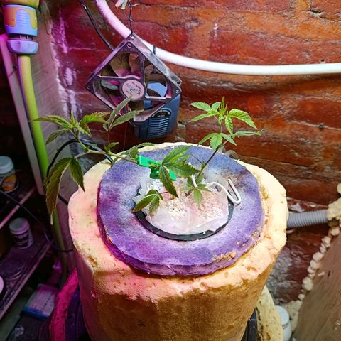 Satélite - clone factory growlog timeline photo