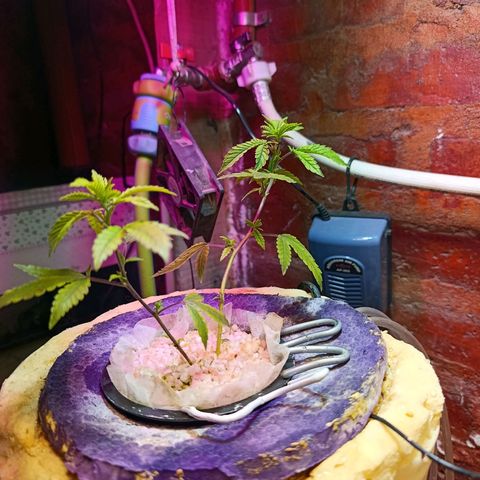 Satélite - clone factory growlog timeline photo