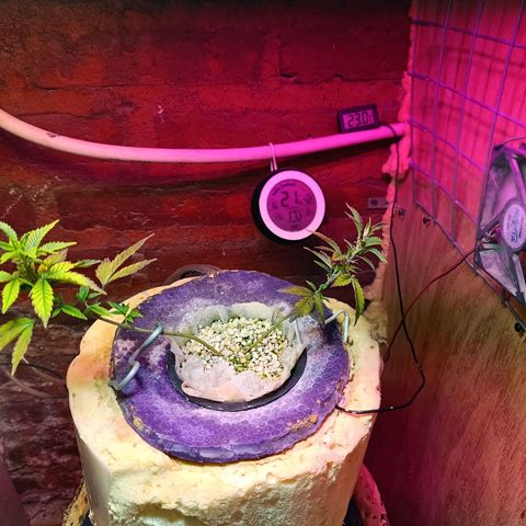 Satélite - clone factory growlog timeline photo