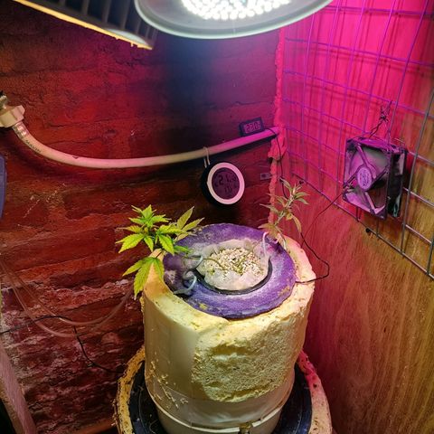 Satélite - clone factory growlog timeline photo