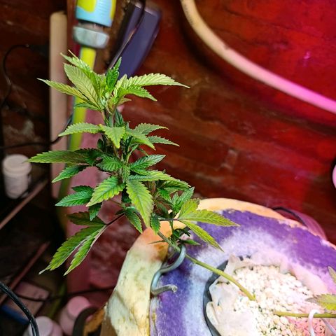 Satélite - clone factory growlog timeline photo