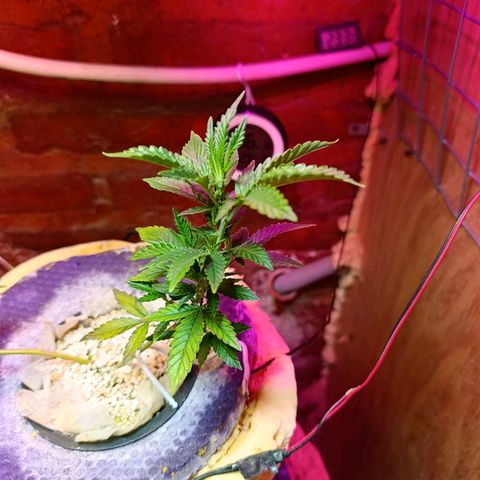 Satélite - clone factory growlog timeline photo