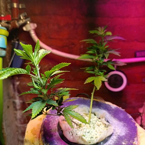 Satélite - clone factory growlog timeline photo