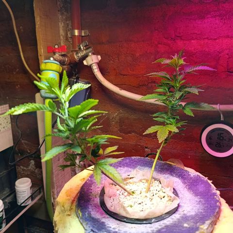 Satélite - clone factory growlog timeline photo