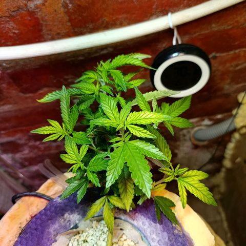 Satélite - clone factory growlog timeline photo