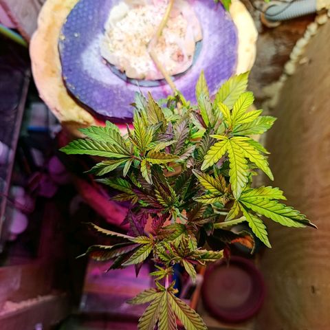 Satélite - clone factory growlog timeline photo