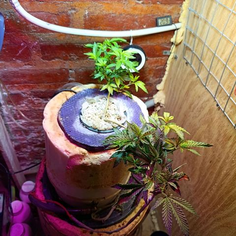 Satélite - clone factory growlog timeline photo