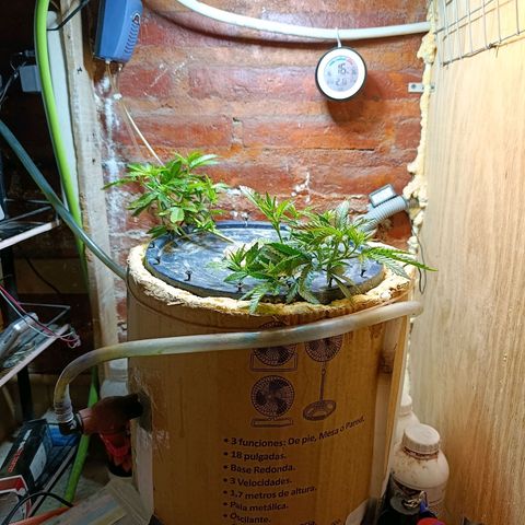 Satélite - clone factory growlog timeline photo