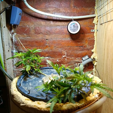 Satélite - clone factory growlog timeline photo