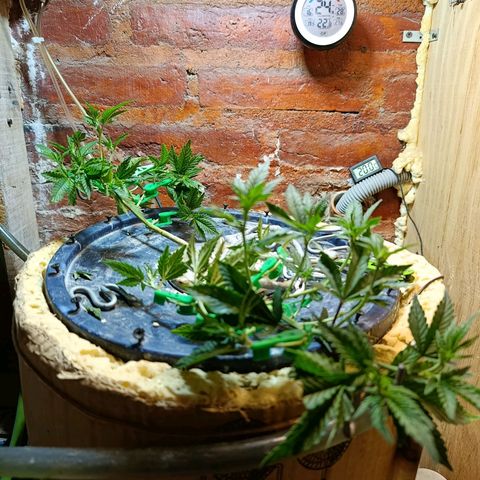 Satélite - clone factory growlog timeline photo